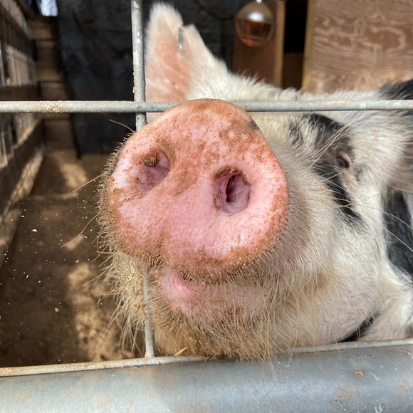 Meet your Posher, Madison - Picture 1 of 1